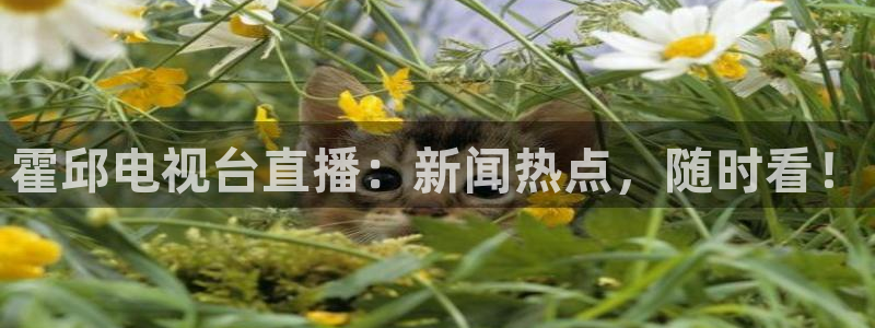 新球体育足球官网：霍邱电视台直播：新闻热点，随时看！